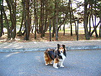 �䂪�Ƃ̈����h��