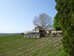 ���n�j�X�x���N�̃u�h�E���ƕ��݂��ꂽ���X�g����